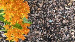 Megachile campanulae