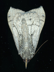 Rhapsa suscitatalis