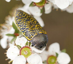 Stigmodera macularia