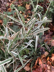 Phalaris arundinacea picta
