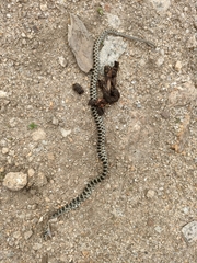 Hemorrhois hippocrepis