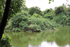 Mycteria leucocephala