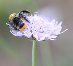 Dasypoda argentata