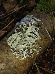 Ramalina sinensis