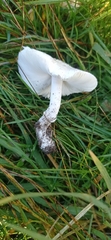 Lepiota erminea