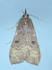 Rhapsa suscitatalis