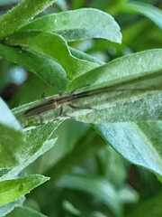 Hippopsis lemniscata