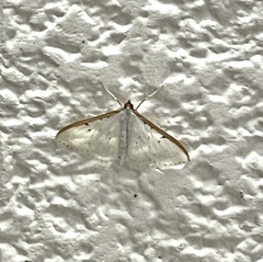 Palpita nigropunctalis