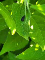 Dichomeris juncidella