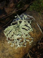 Ramalina sinensis