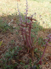 Lachenalia mutabilis