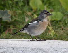 Fringilla coelebs moreletti
