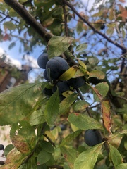 Prunus spinosa