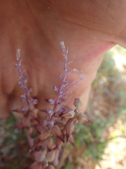 Lachenalia mutabilis