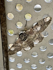 Biston robustum robustum