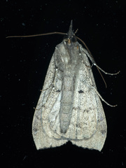 Rhapsa suscitatalis