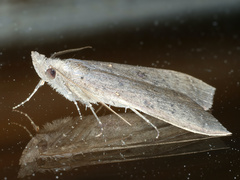 Rhapsa suscitatalis