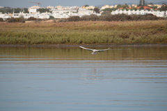 Chroicocephalus genei
