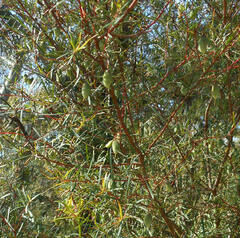 Persoonia