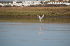 Chroicocephalus genei