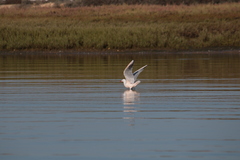 Chroicocephalus genei