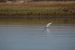 Chroicocephalus genei