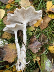Leucocybe