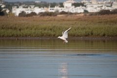 Chroicocephalus genei