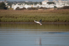 Chroicocephalus genei