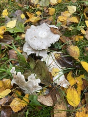 Leucocybe