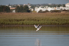 Chroicocephalus genei