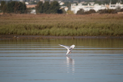 Chroicocephalus genei