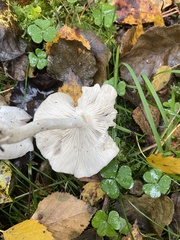 Leucocybe
