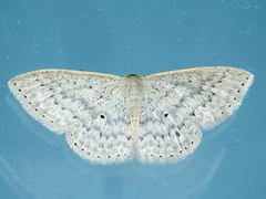 Scopula optivata