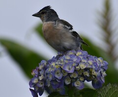 Fringilla coelebs moreletti
