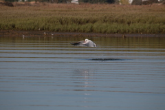 Chroicocephalus genei