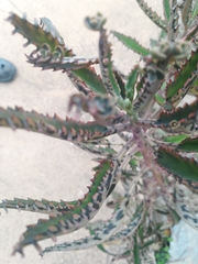 Kalanchoe × houghtonii