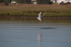 Chroicocephalus genei
