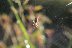 Larinia