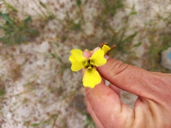Moraea bellendenii