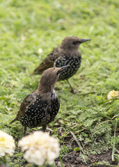 Sturnus vulgaris