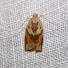 Euchaetis crypsichroa