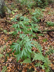 Jacobaea cannabifolia