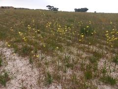 Moraea bellendenii