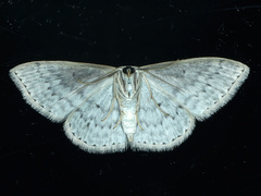 Scopula optivata