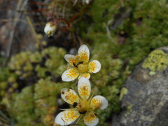 Saxifraga bryoides