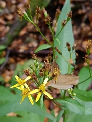 Jacobaea cannabifolia