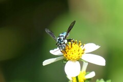 Thyreus himalayensis