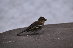 Fringilla coelebs moreletti