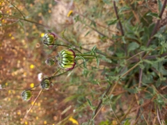 Osteospermum monstrosum